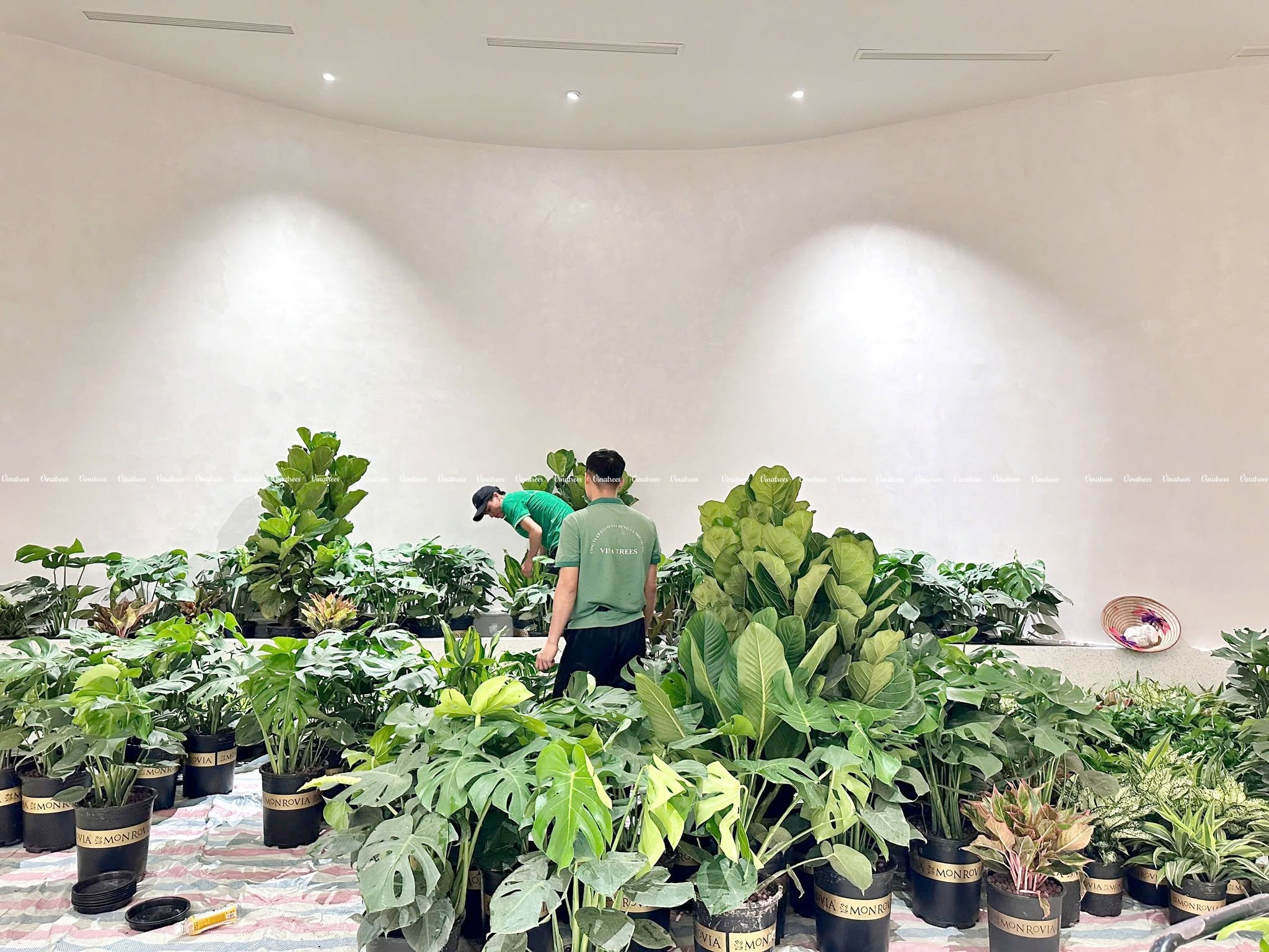 Kỹ thuật viên Vinatrees phân loại cây xanh